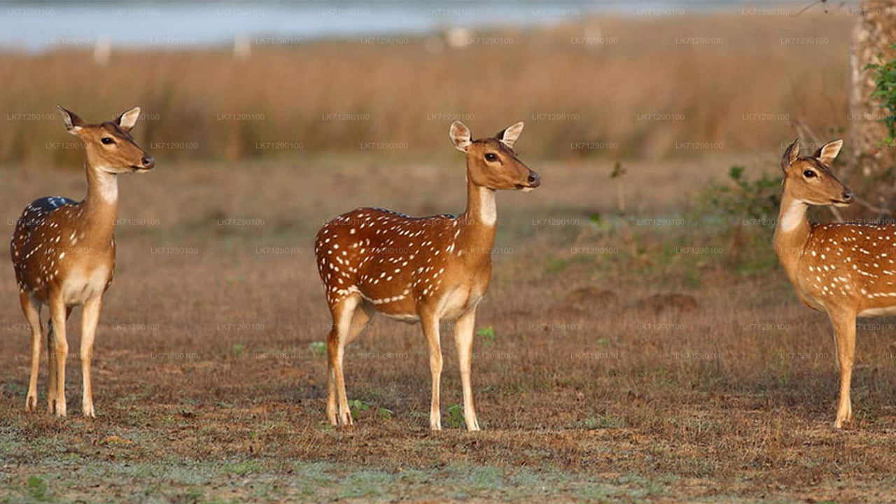 Eintrittskarten für den Wilpattu-Nationalpark