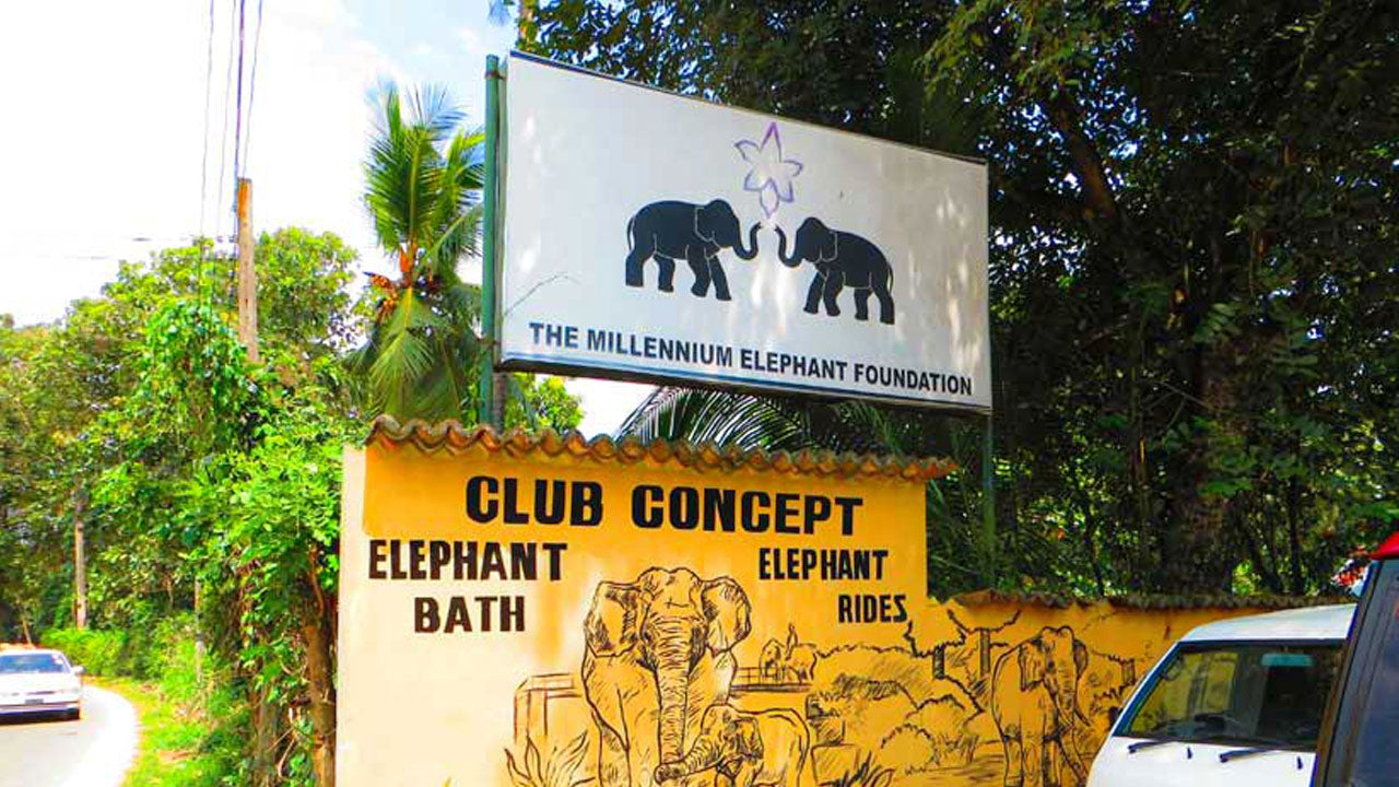 Eintrittskarten für die Millennium Elephant Foundation
