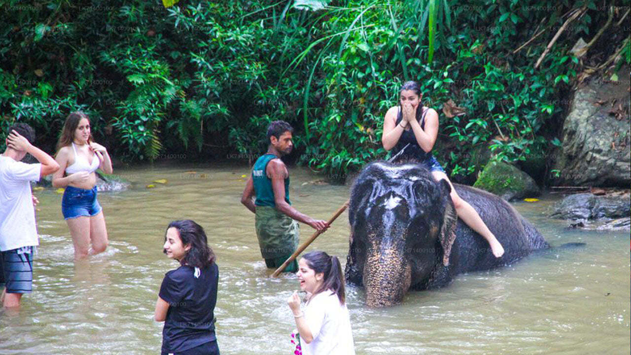 Eintrittskarten für die Millennium Elephant Foundation