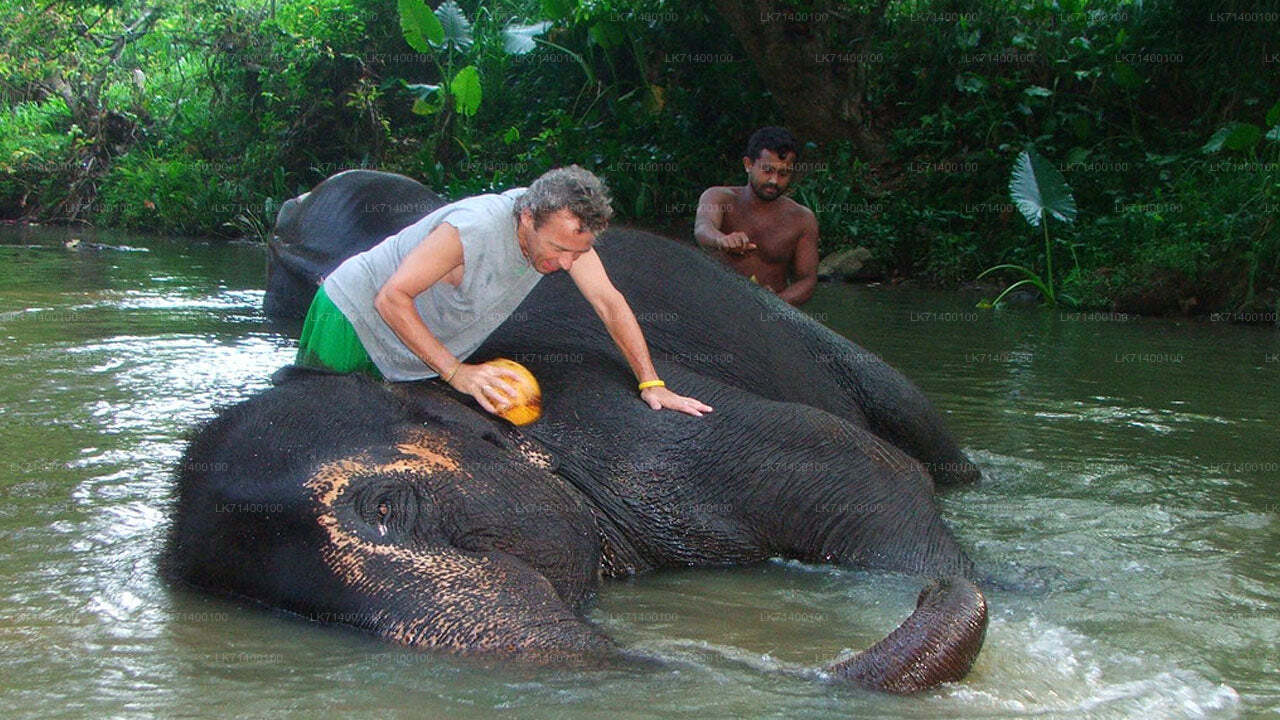 Eintrittskarten für die Millennium Elephant Foundation