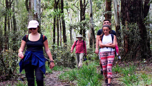 Trekking von Kandy nach Heeloya Village