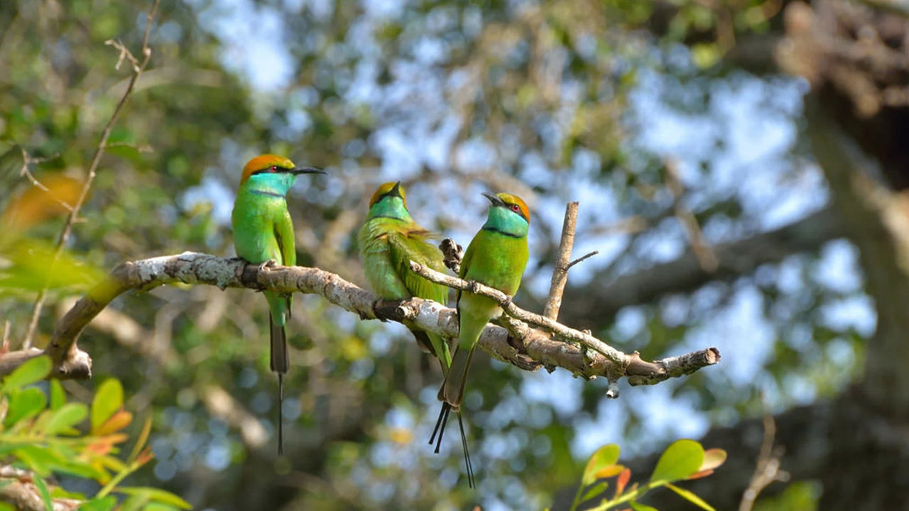 Vogelbeobachtung im Thalangama-Feuchtgebiet vom Mount Lavinia aus