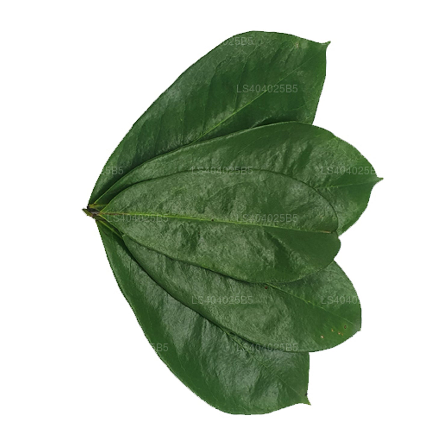 Frisch getrockneter Soursop (Annona Muricata) 400 Blätter