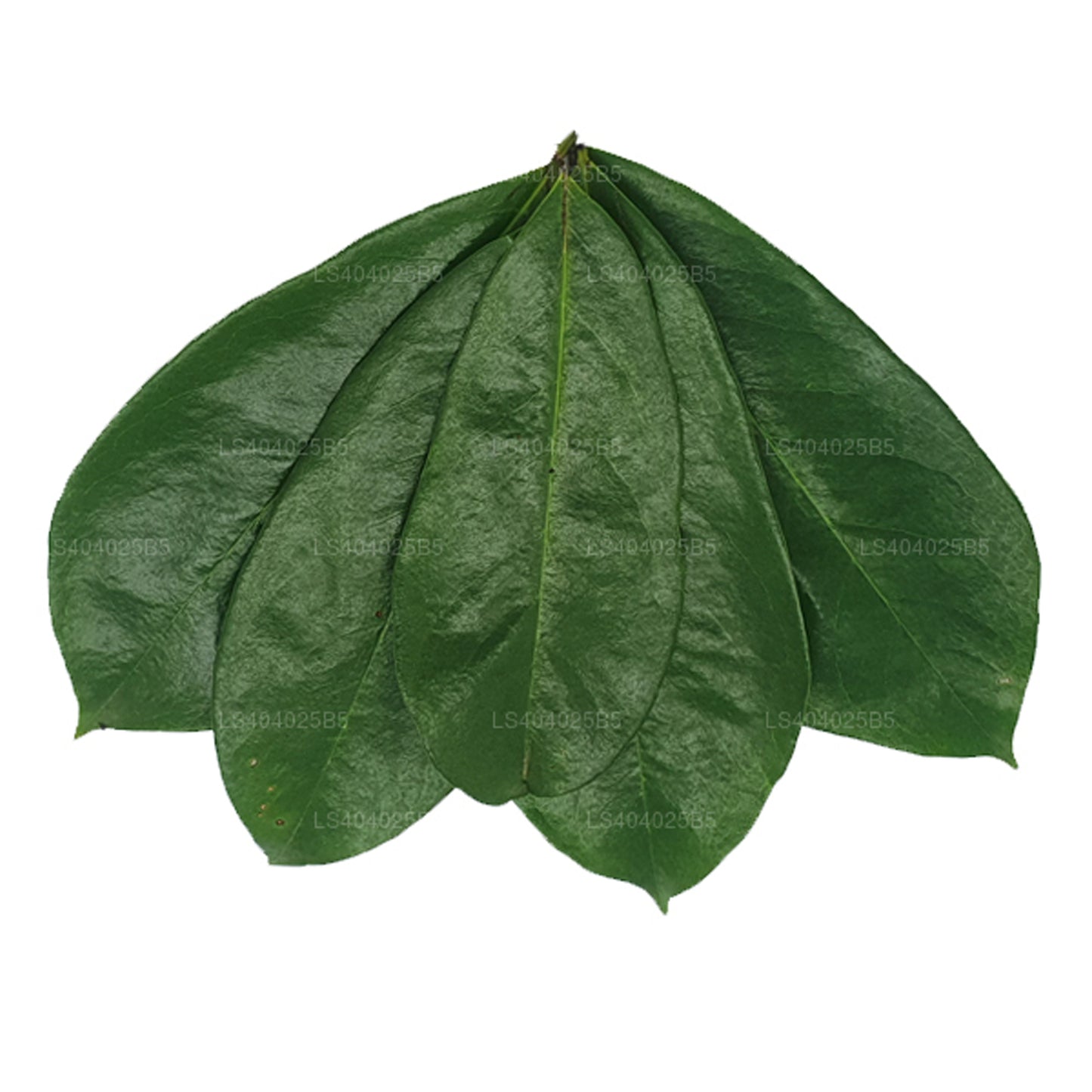 Frisch getrockneter Soursop (Annona Muricata) 400 Blätter