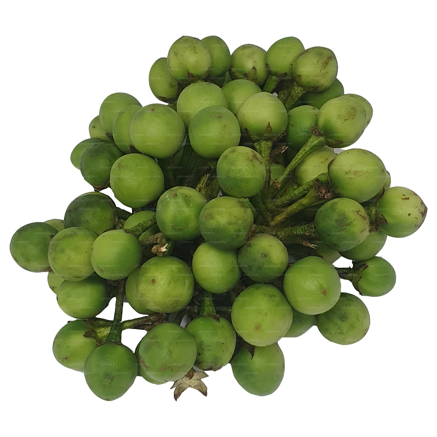 Lakpura Thibbatu (500g)