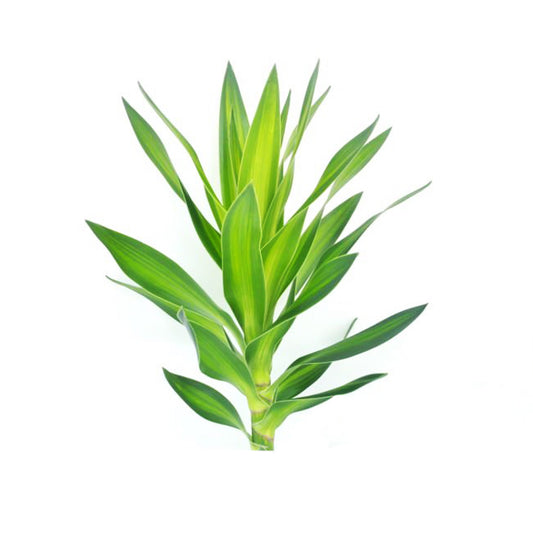 Lakpura Dracaena Reflexa, Grün, 50 Blätter, Größe M