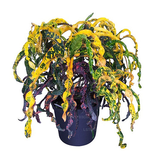Lakpura Dreadlocks Croton (30 Blätter)