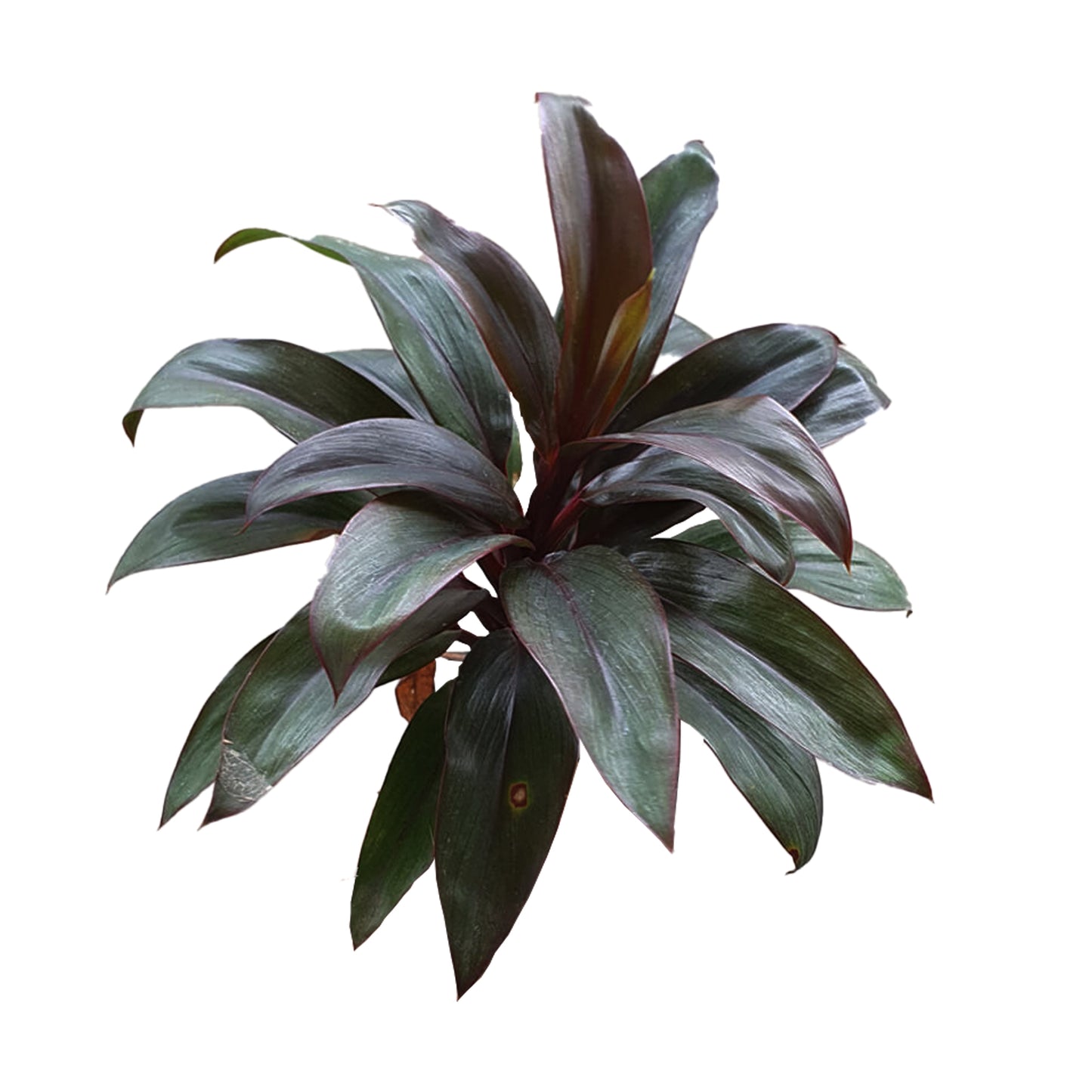 Lakpura Dracaena Purple Compacta, 20 Blätter, Größe M