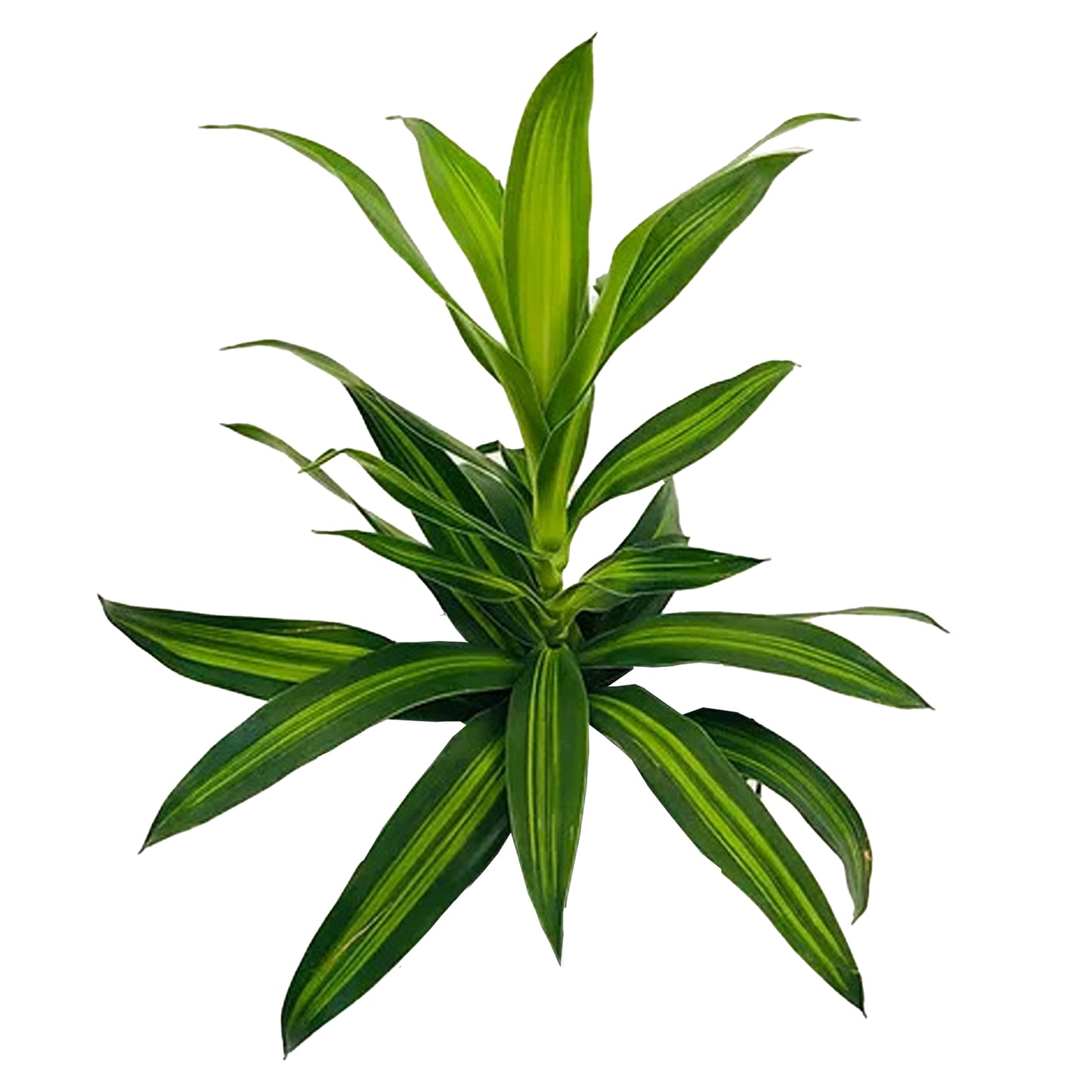 Lakpura Dracaena Reflexa „Song of Jamaica“, 50 Blätter, Größe M