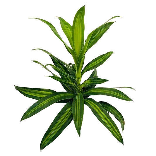 Lakpura Dracaena Reflexa „Song of Jamaica“, 50 Blätter, Größe M