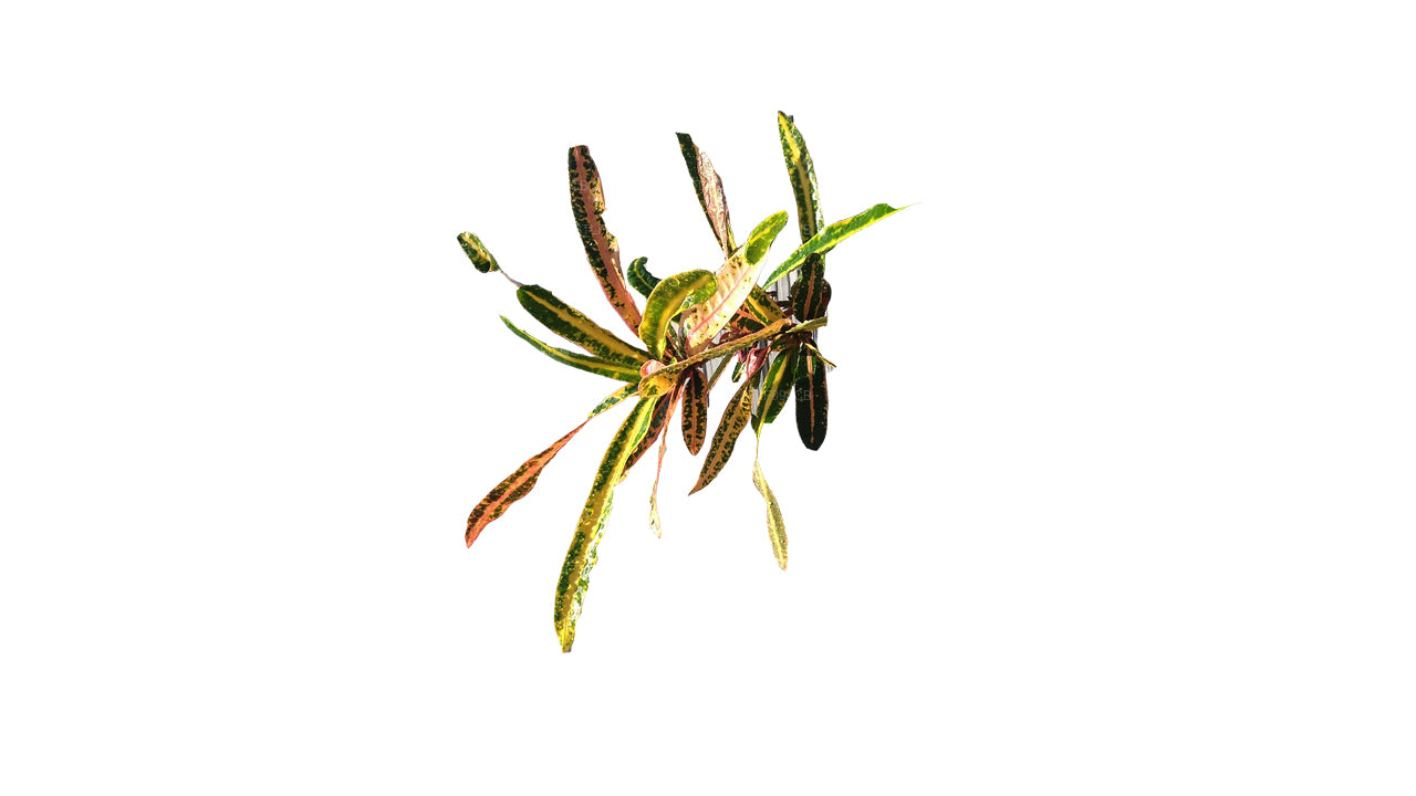 Lakpura Victoria Goldglocke Croton, 50 Blätter