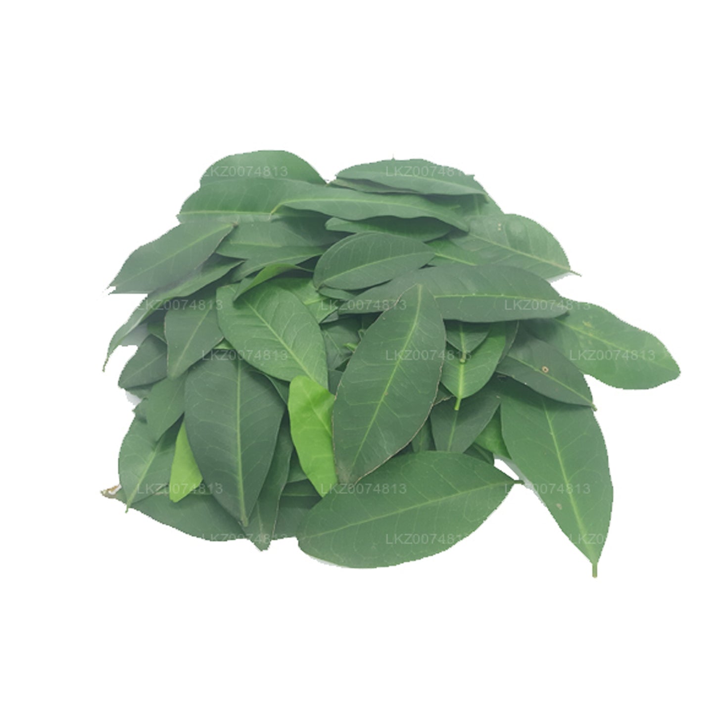 Lakpura Frisches Yaki Naran (Atalantia Ceylanica) 100 Blätter