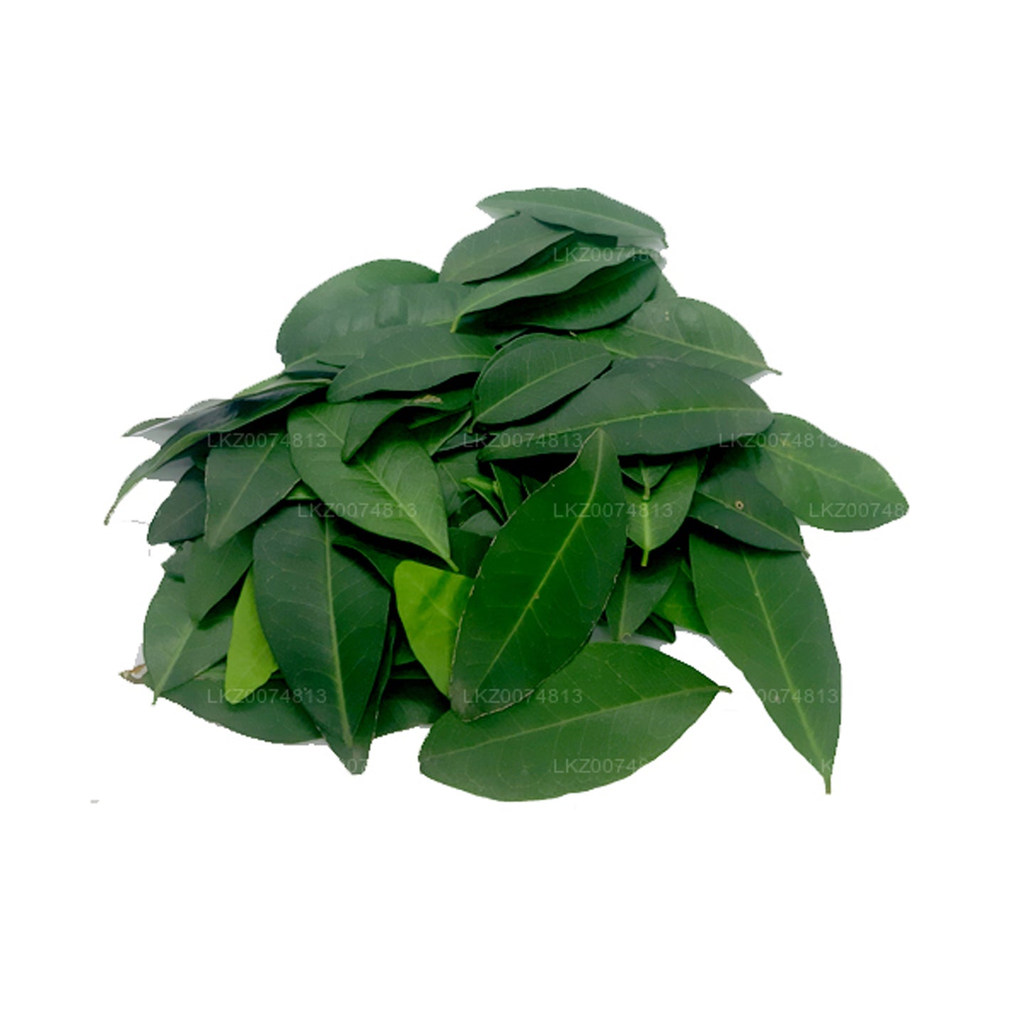Lakpura Frisches Yaki Naran (Atalantia Ceylanica) 100 Blätter