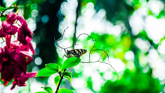 Schmetterling