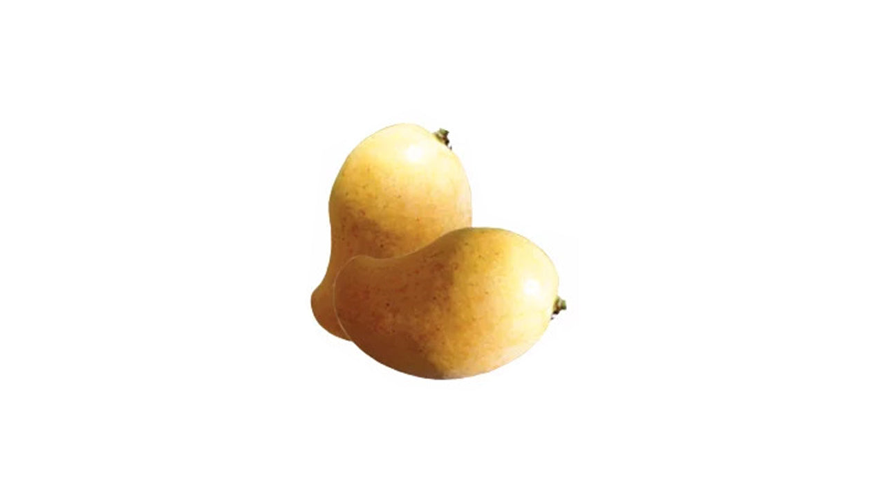 Alponsu Mango (අල්පොන්සු අඹ බද්ධ) Obstpflanze