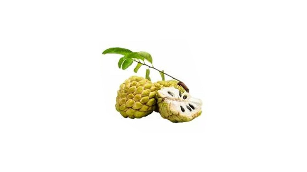 Bangkok Custard Apple (බැංකොක් සීනි අනෝදා) Obstpflanze