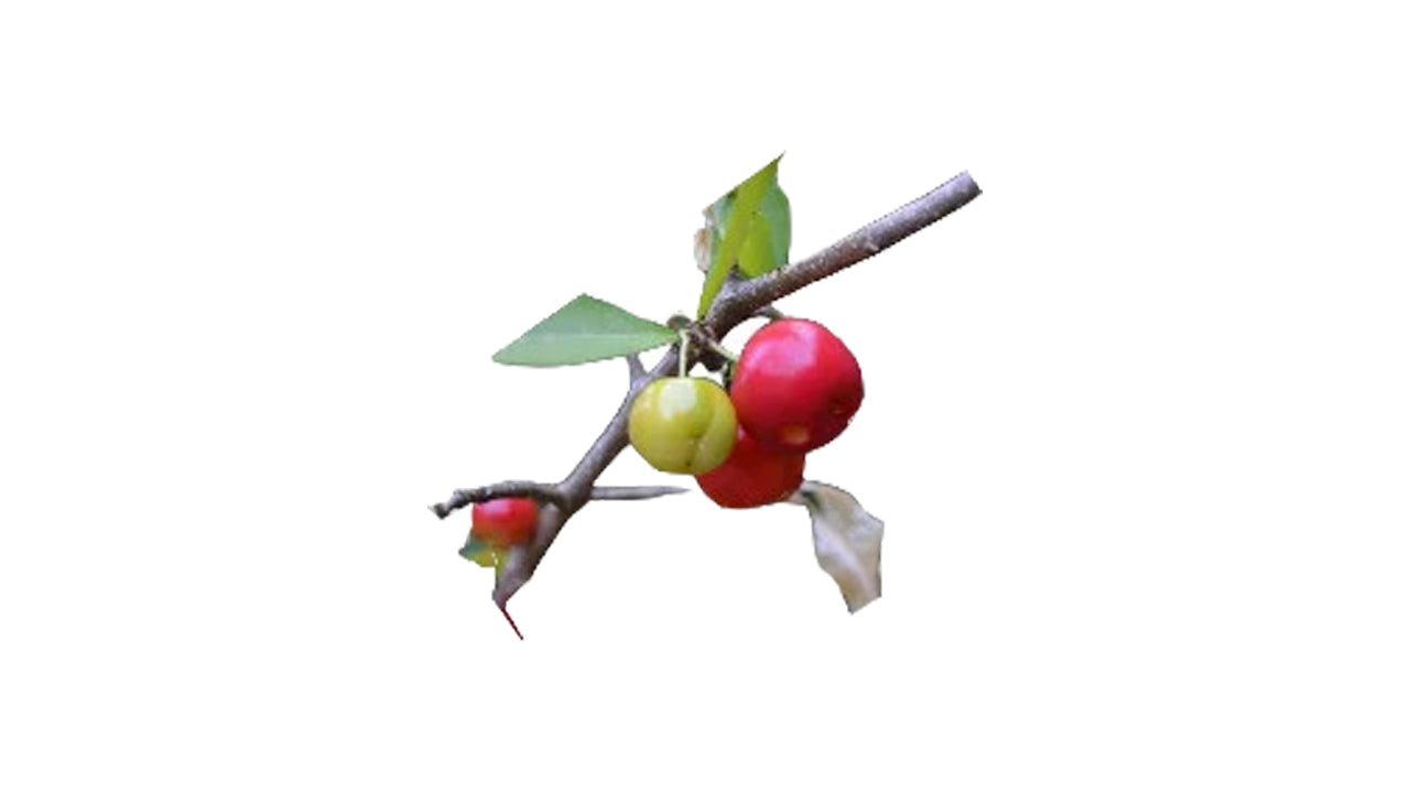 Barbados-Kirsche (බා(ර්)බඩෝස් චෙරි (ලේයර්) Obstpflanze