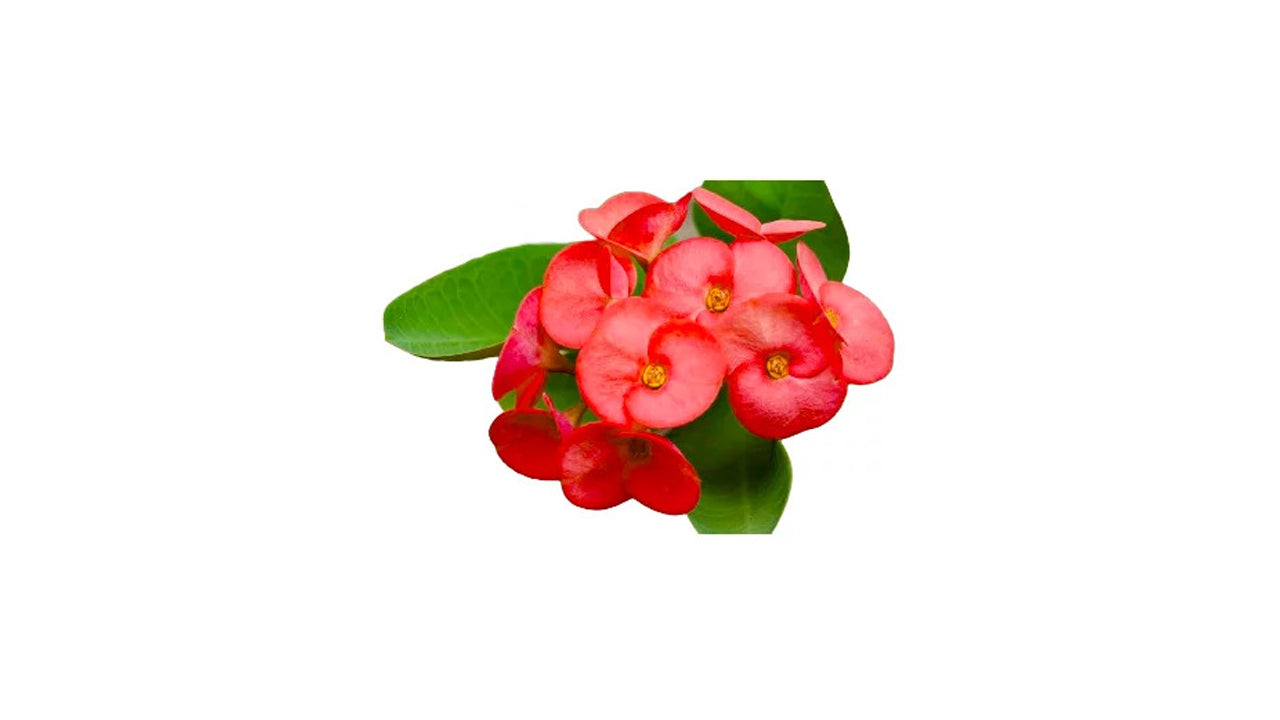 Euphorbia (ඉයුෆෝබියා) Blume und exotische Pflanze