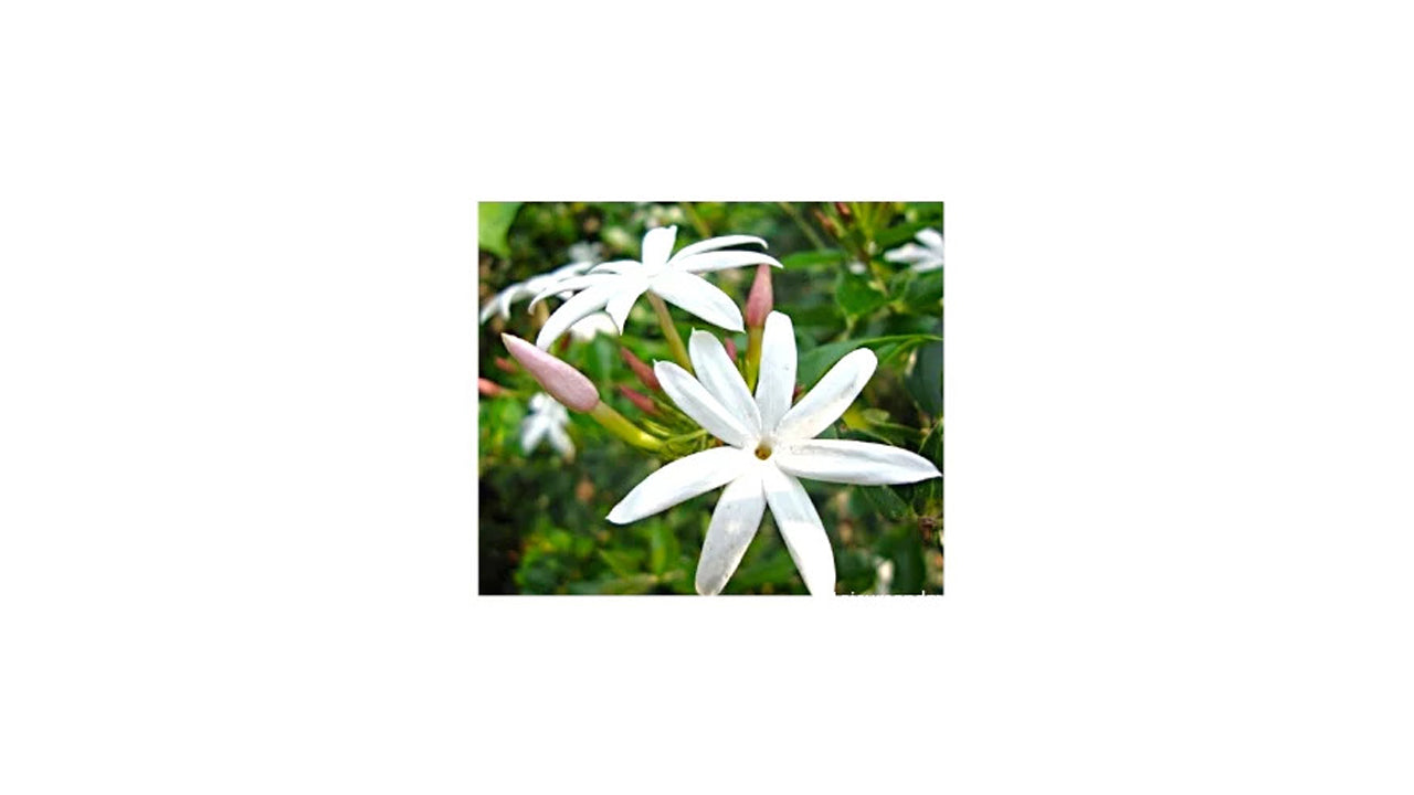 Jasmin (සමන්පිච්ච) Blume und exotische Pflanze