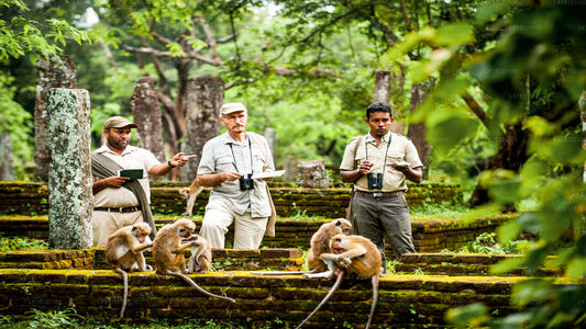 Erkunden Sie das Affenreich von Polonnaruwa aus