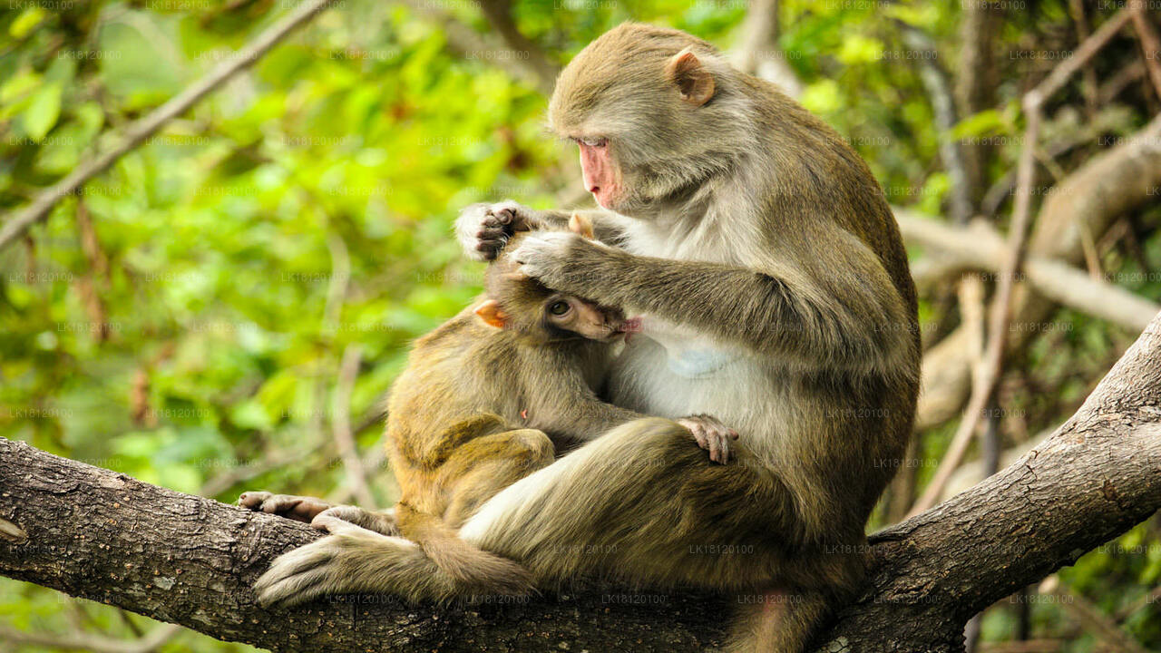 Erkunden Sie das Affenreich von Polonnaruwa aus