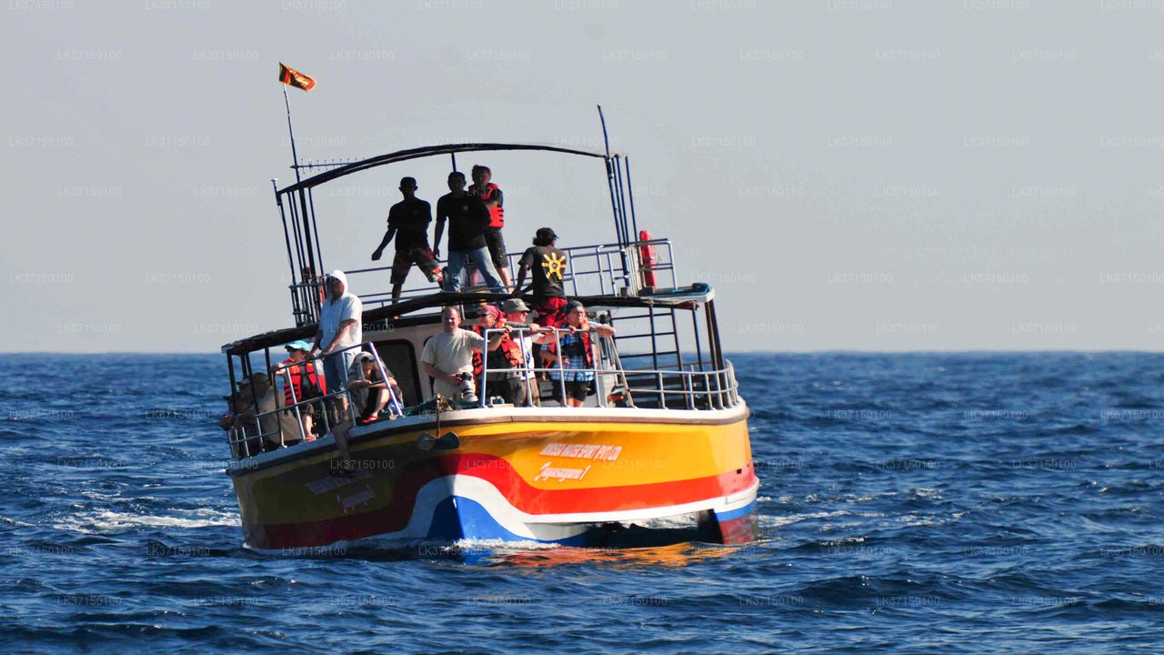 Bootstour zur Walbeobachtung ab Kalpitiya