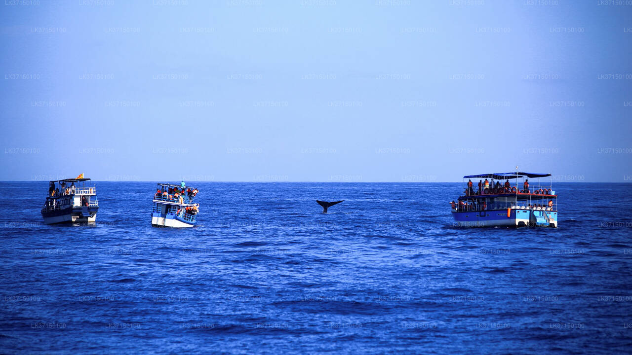 Bootstour zur Walbeobachtung ab Kalpitiya