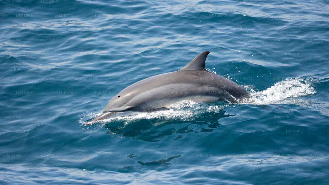 Bootstour zur Delfinbeobachtung ab Kalpitiya