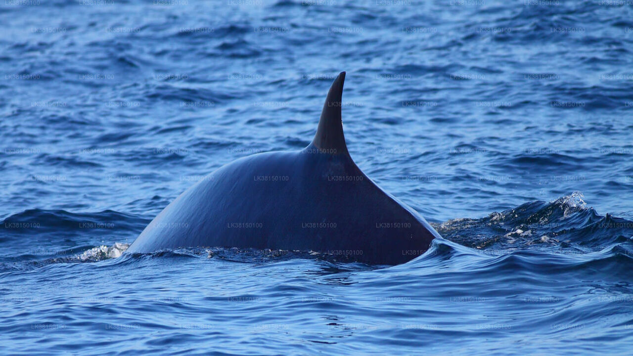 Bootstour zur Delfinbeobachtung ab Kalpitiya