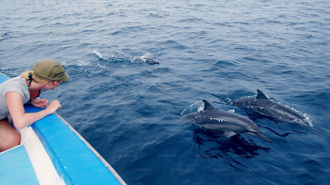Bootstour zur Delfinbeobachtung ab Trincomalee