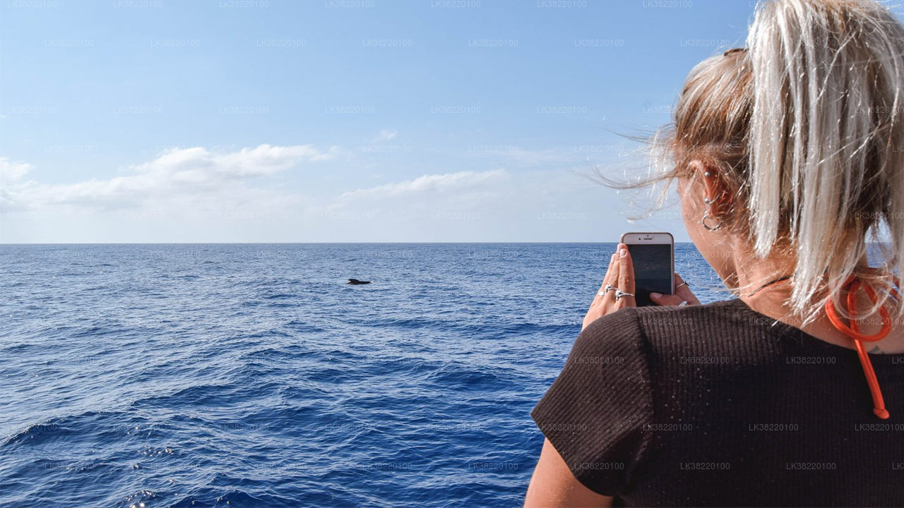 Bootstour zur Delfinbeobachtung ab Trincomalee