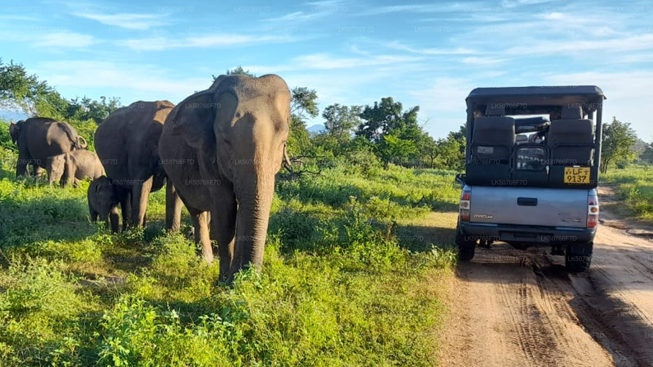 Private Safari im Udawalawe-Nationalpark mit Naturforscher