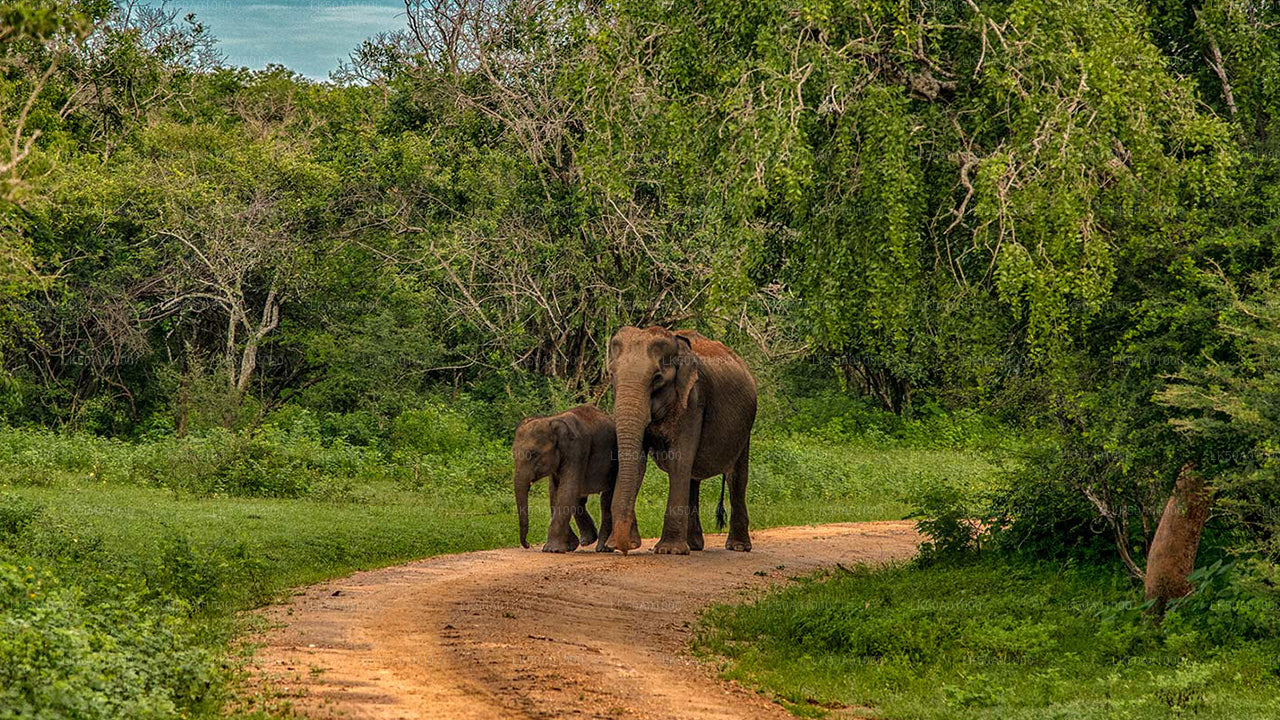 Private Safari im Udawalawe-Nationalpark