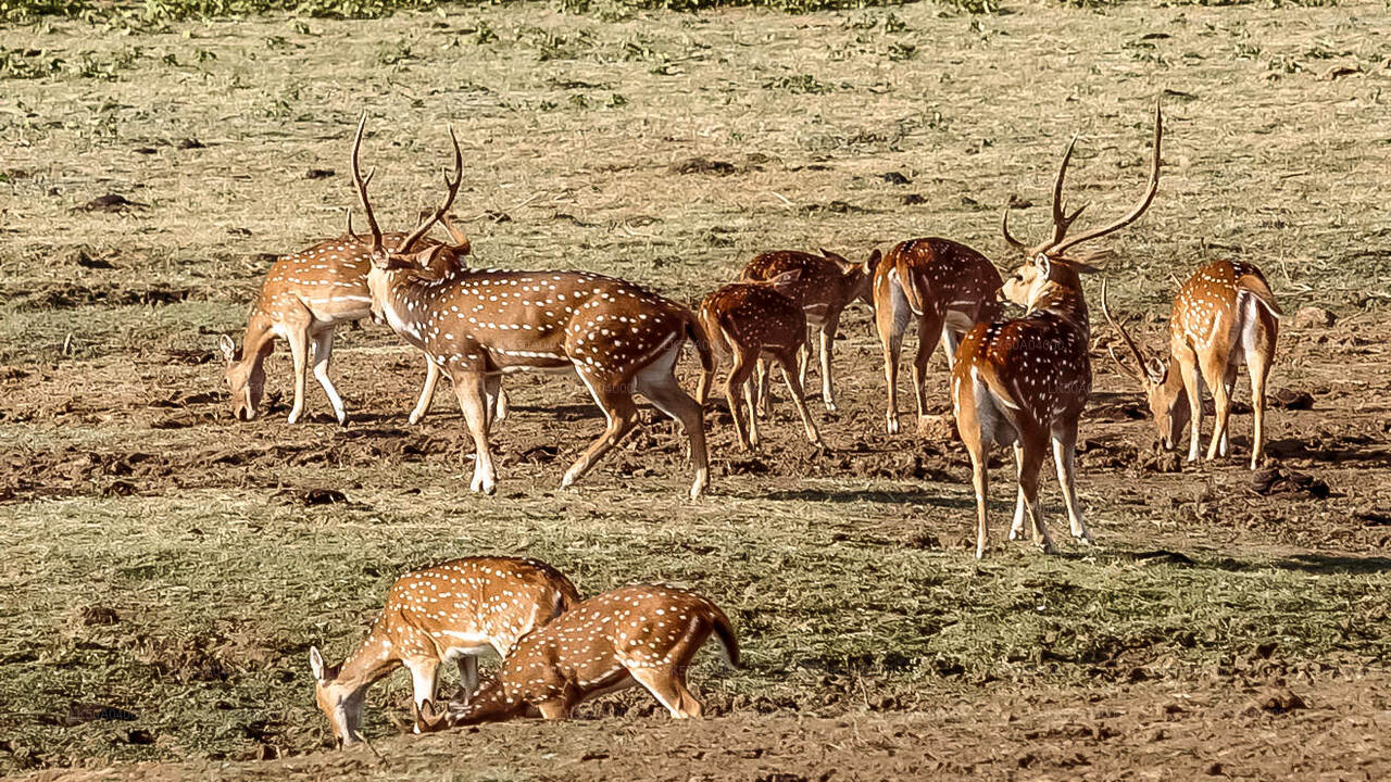 Udawalawe-Nationalpark-Safari mit Führer
