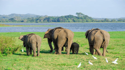 Private Safari im Minneriya-Nationalpark ab Sigiriya
