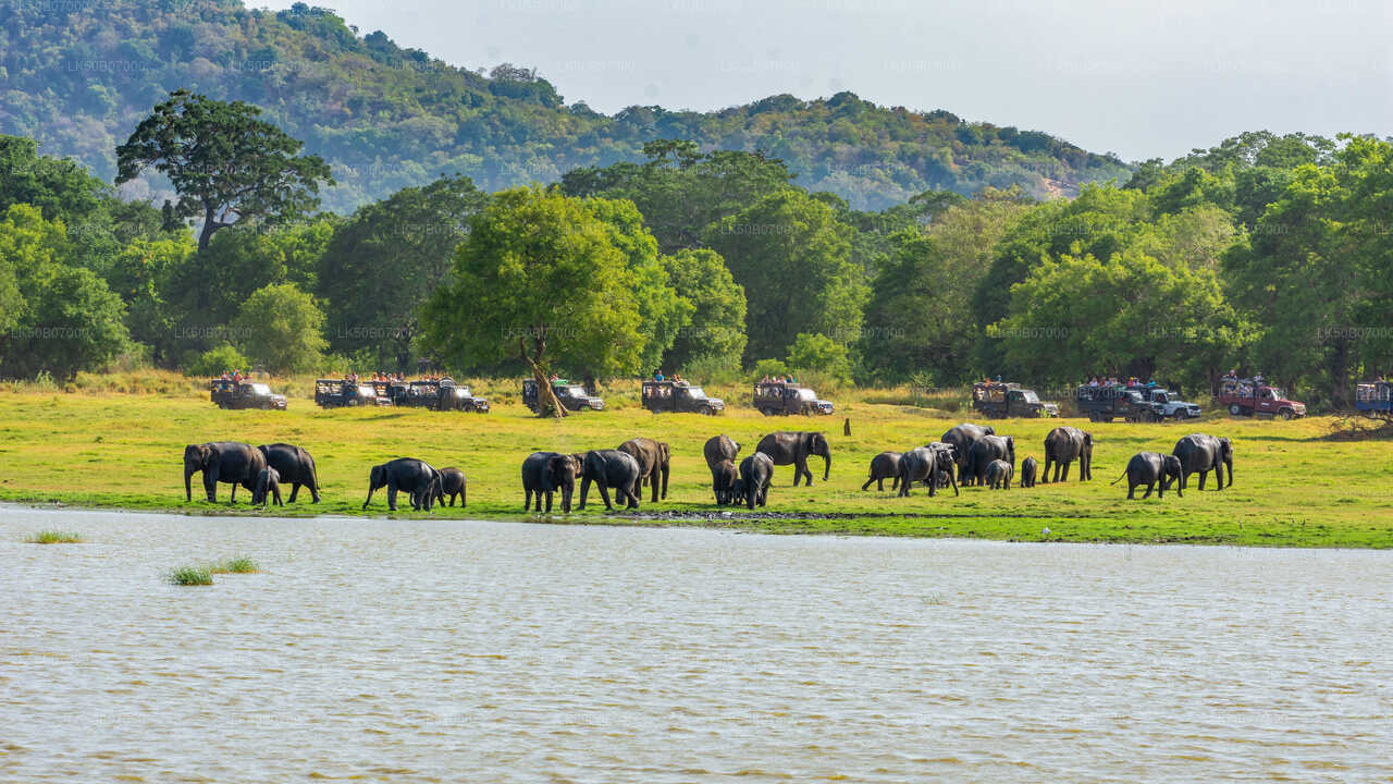 Minneriya-Nationalpark-Safari ab Polonnaruwa