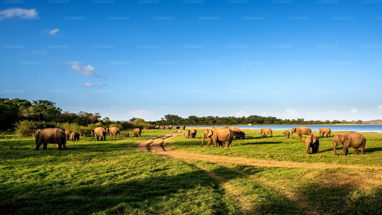 Private Safari von Minneriya aus: The Great Elephant Gathering