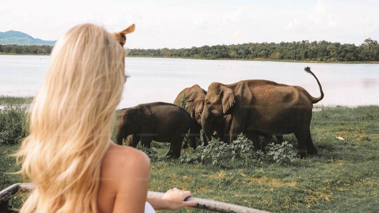 Private Safari von Minneriya aus: The Great Elephant Gathering