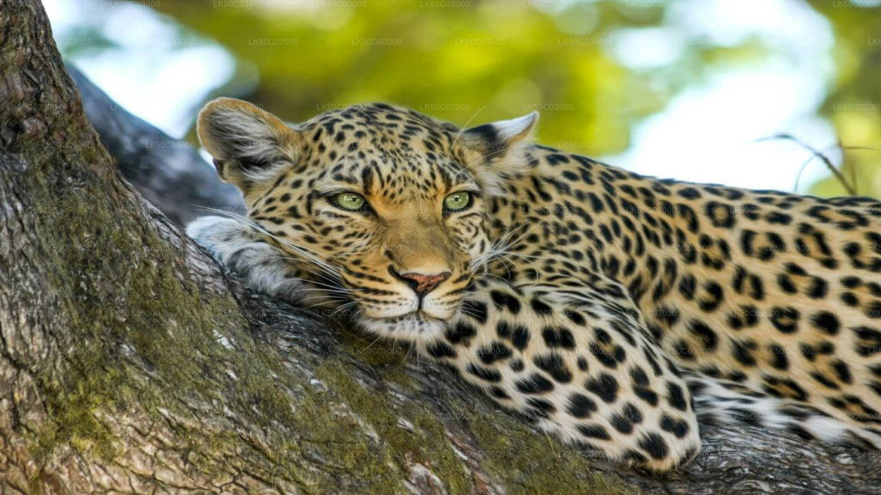 Leopardensafari im Yala-Nationalpark