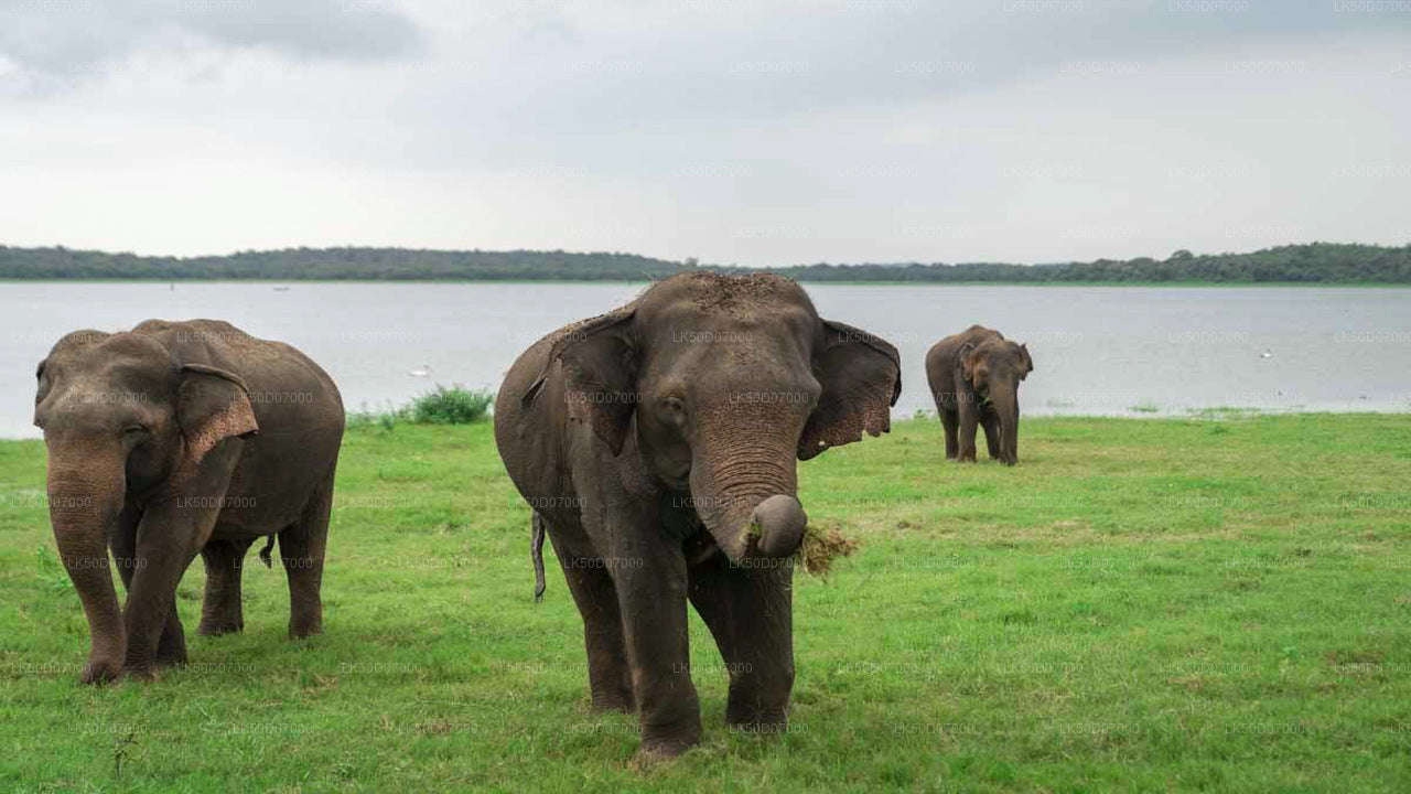 Private Safari im Kaudulla-Nationalpark ab Polonnaruwa