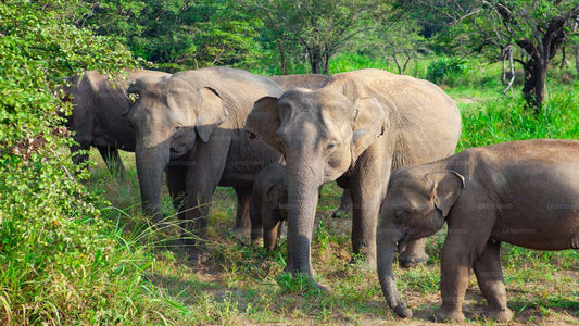 Private Safari im Hurulu Eco Park ab Sigiriya
