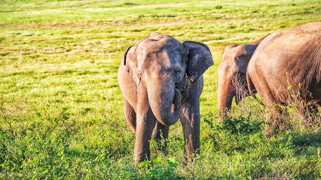 Private Safari im Hurulu Eco Park ab Sigiriya