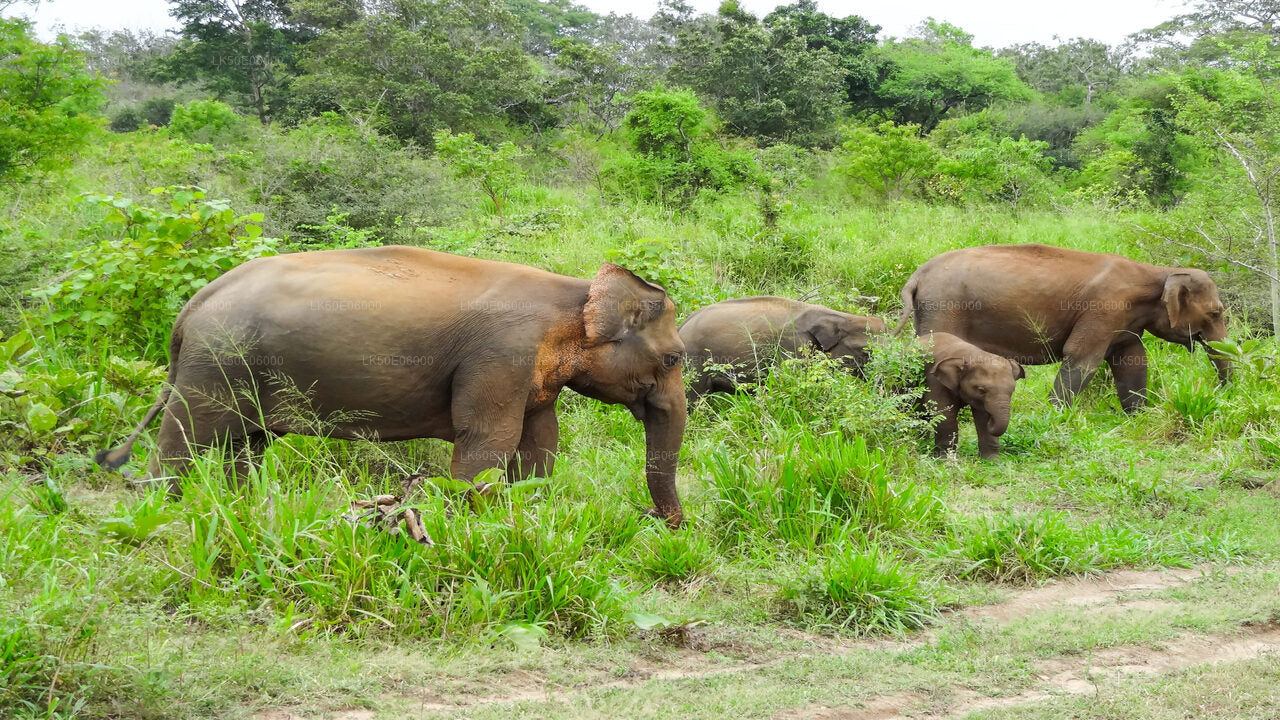 Minneriya-Nationalpark-Safari ab Dambulla