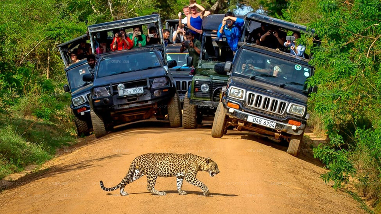 Private Safari im Wilpattu-Nationalpark