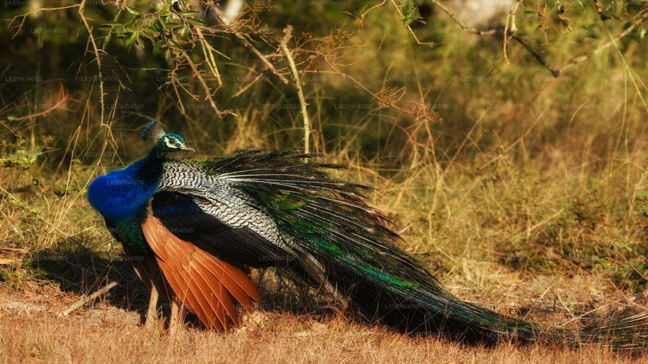 Vogelbeobachtungssafari im Bundala-Nationalpark von Tissamaharama aus