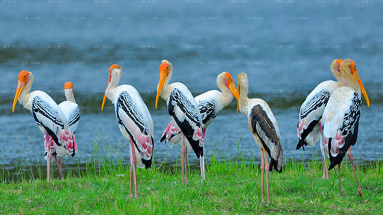 Vogelbeobachtungssafari im Bundala-Nationalpark von Tissamaharama aus