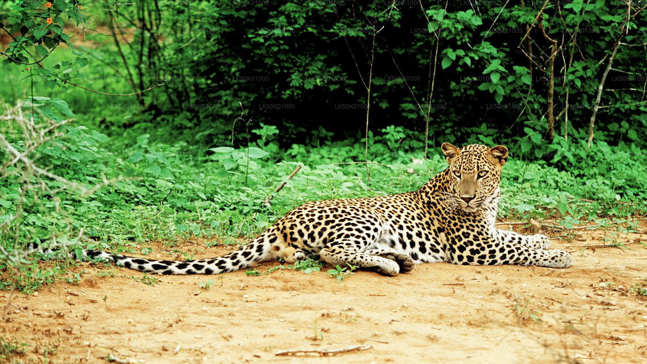 Private Safari im Lunugamvehera-Nationalpark