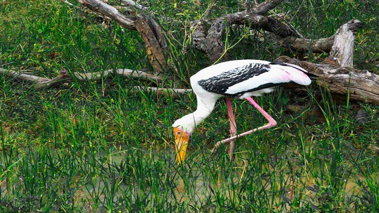 Private Safari im Lahugala-Kitulana-Nationalpark