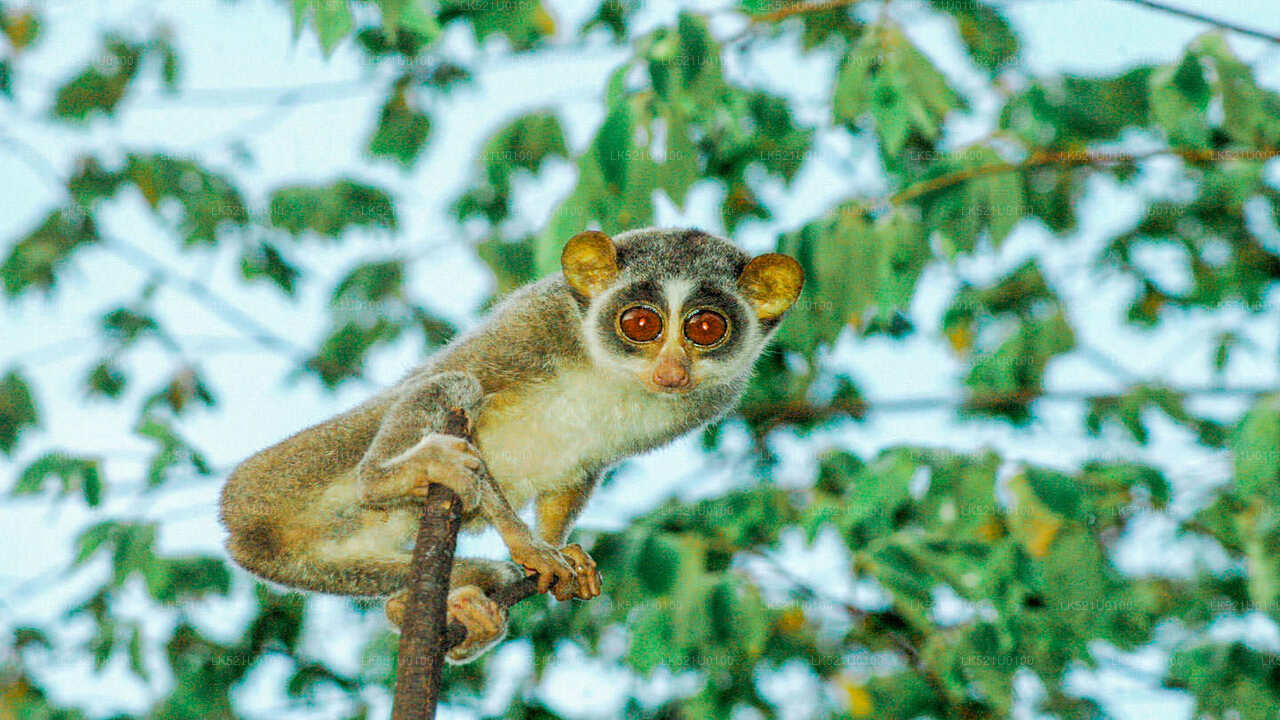 Loris beobachtet von Polonnaruwa aus