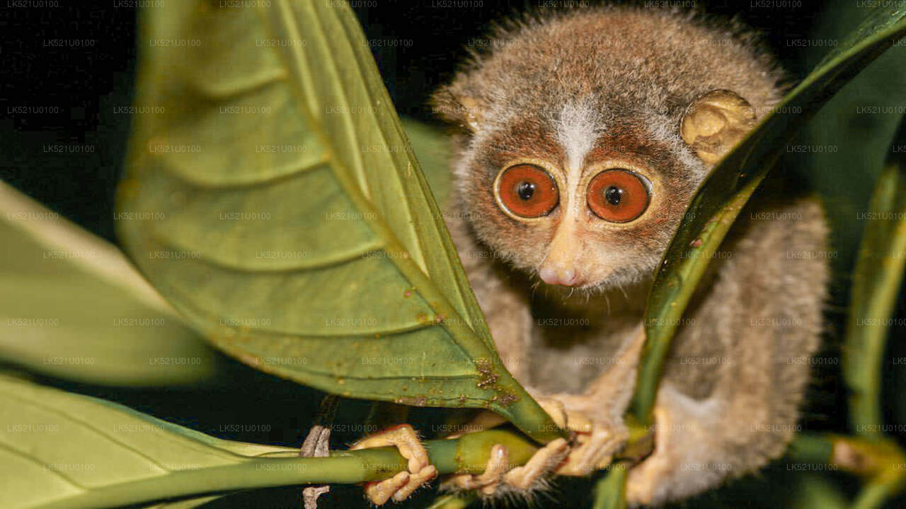 Loris beobachtet von Polonnaruwa aus